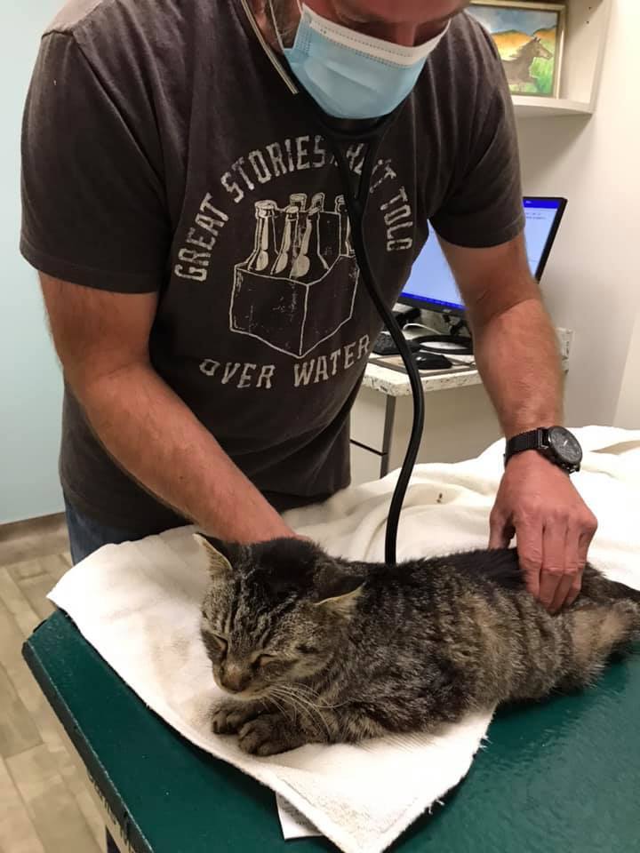 Enlarge BEE  (seeking sponsors), a Adoptable mixed breed in Malibu, CA image 2/12