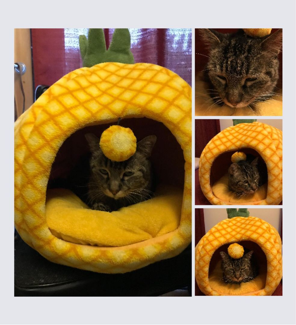 Enlarge BEE  (seeking sponsors), a Adoptable mixed breed in Malibu, CA image 3/12