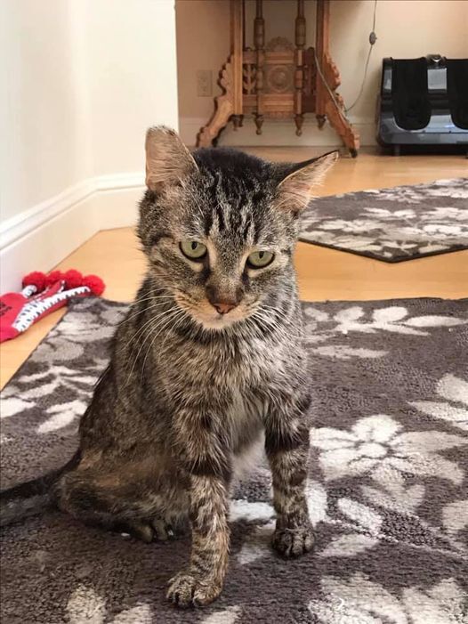 Enlarge BEE  (seeking sponsors), a Adoptable mixed breed in Malibu, CA image 4/12