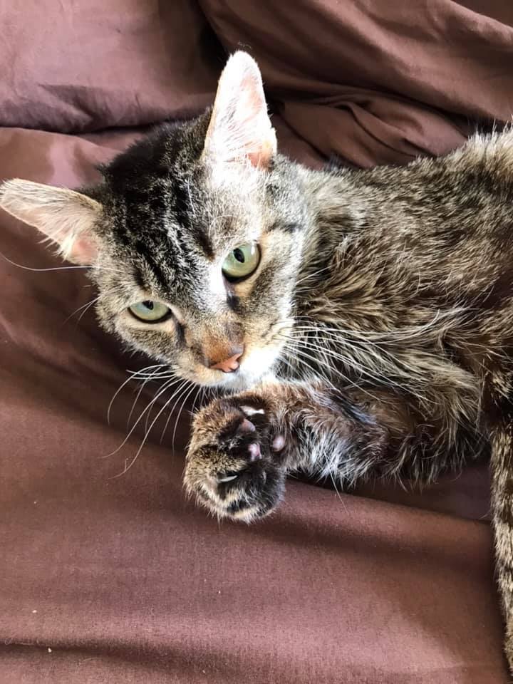 BEE  -Memorial , adoptable, Senior Male Domestic Short Hair.