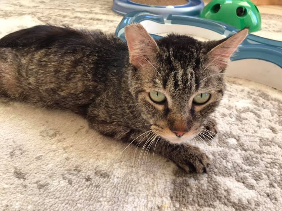 BEE  -Memorial , adoptable, Senior Male Domestic Short Hair.