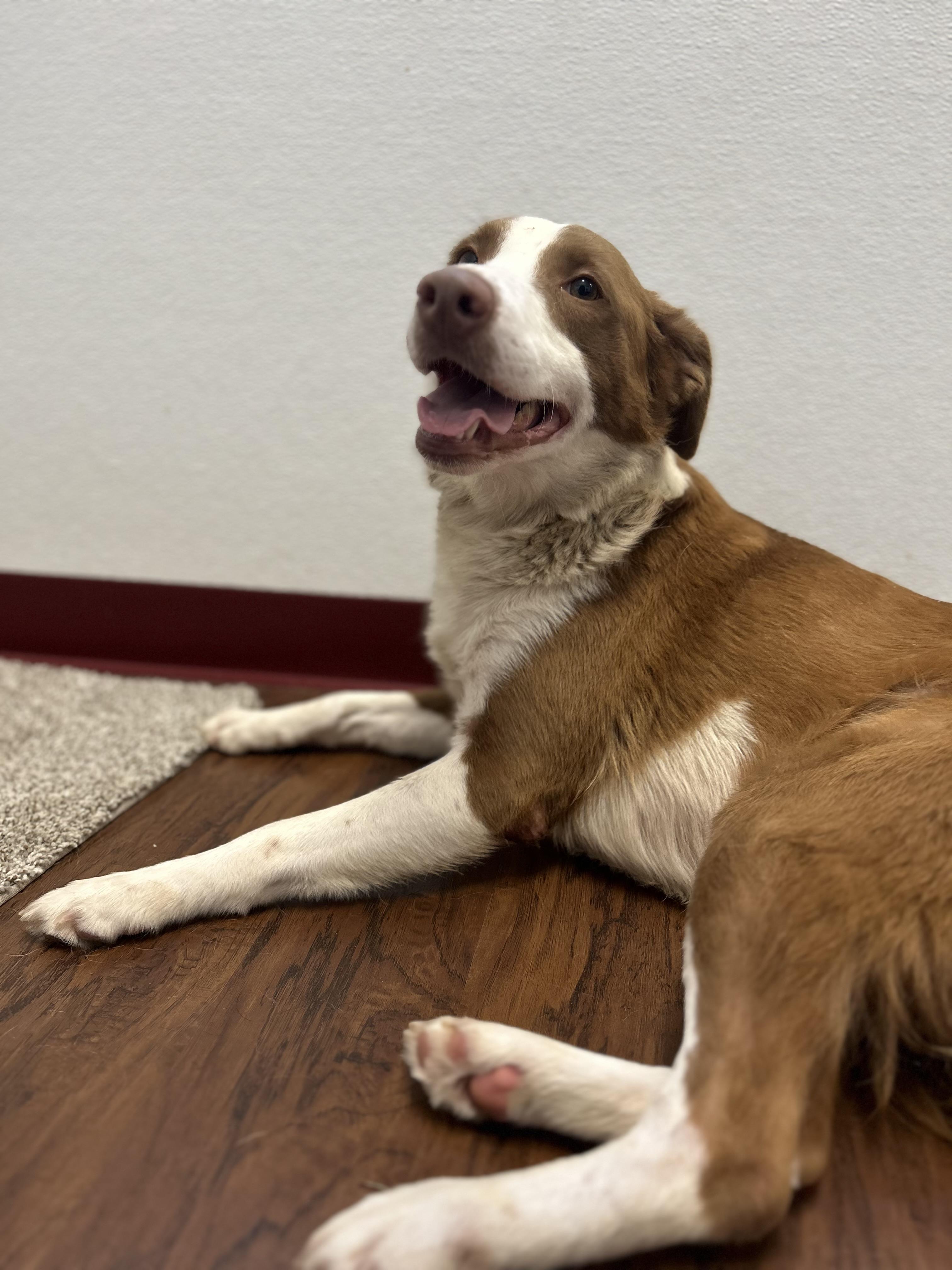 Enlarge Jayce, an adopted mixed breed in Howes Cave, NY image 3/4