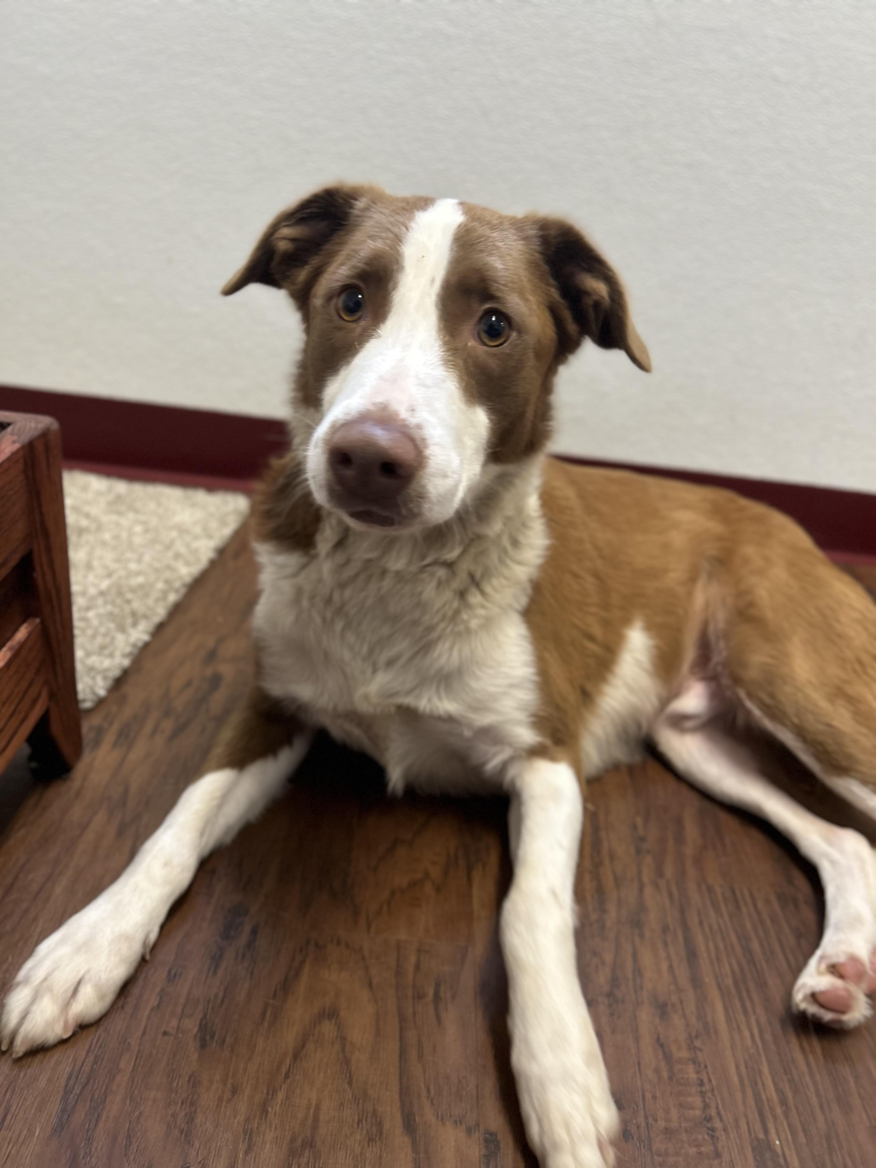 Jayce, adopted, Adult Male Brittany Spaniel.