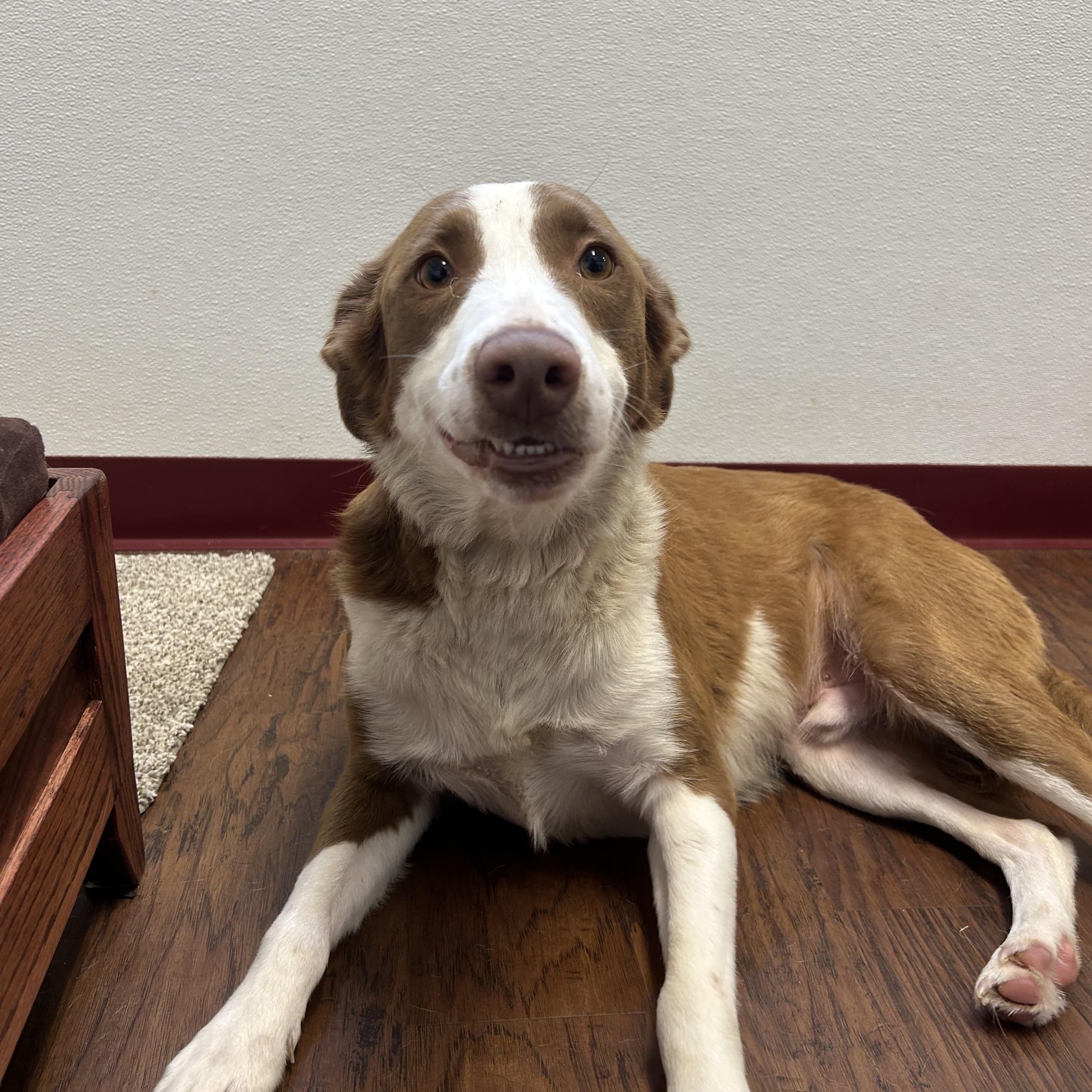 Enlarge Jayce, an adopted mixed breed in Howes Cave, NY image 2/4