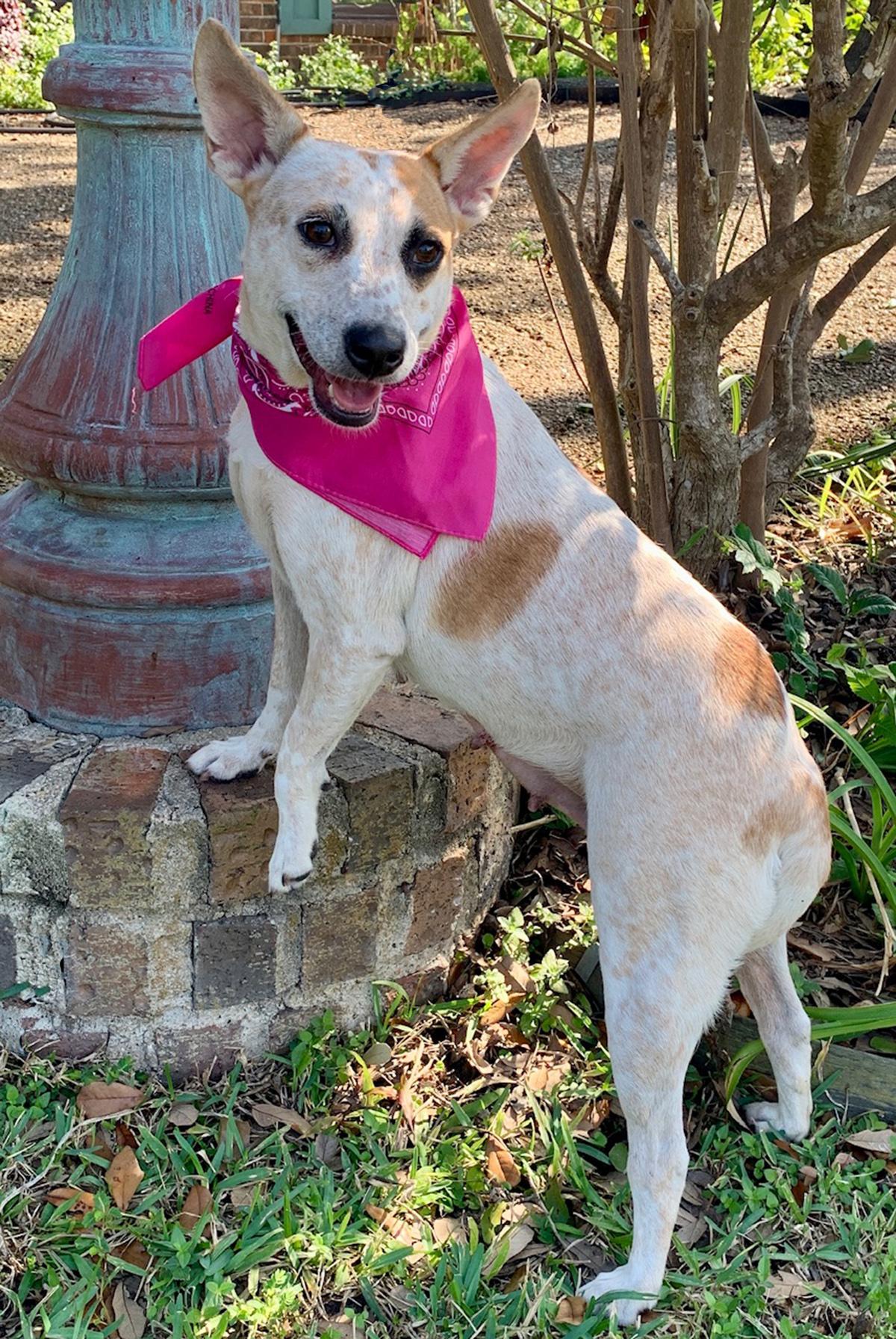 Enlarge GORGEOUS LILLY BELLE, a Adoptable mixed breed in Groton, CT image 4/6