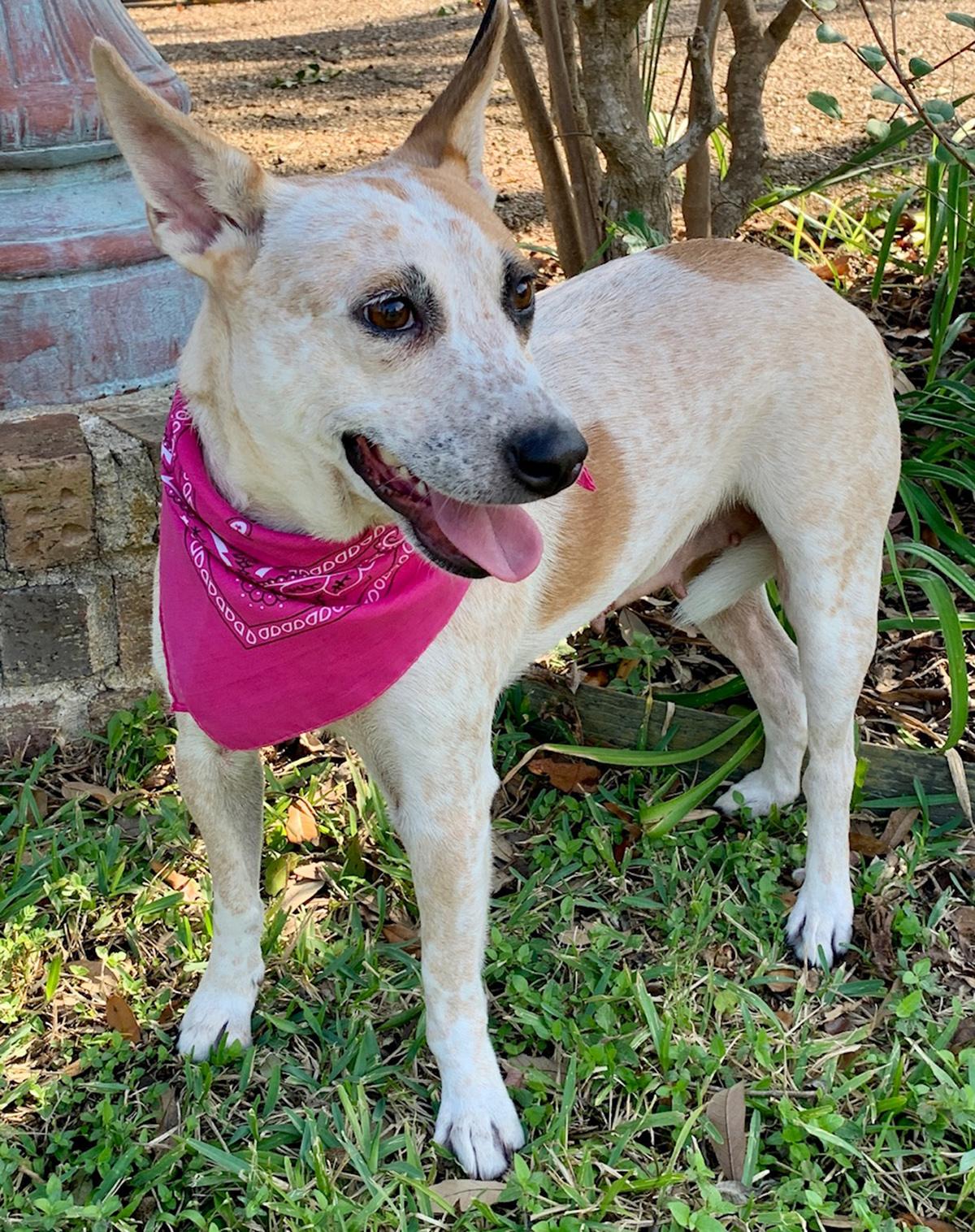 Enlarge GORGEOUS LILLY BELLE, a Adoptable mixed breed in Groton, CT image 6/6