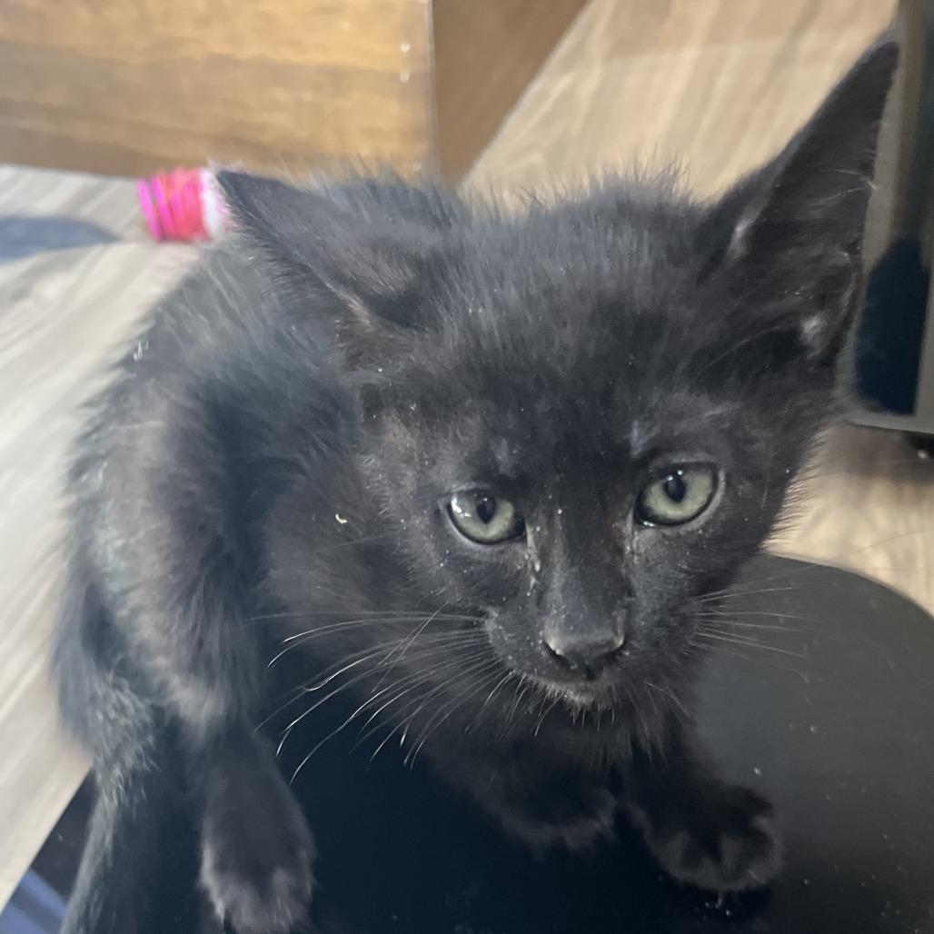 Crest, Adoptable, Kitten Female Domestic Short Hair.
