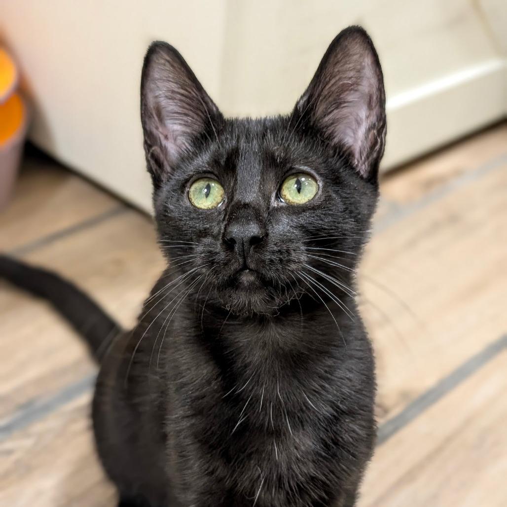 Crest, a Adoptable Domestic Short Hair in Pleasanton, CA image 2/2