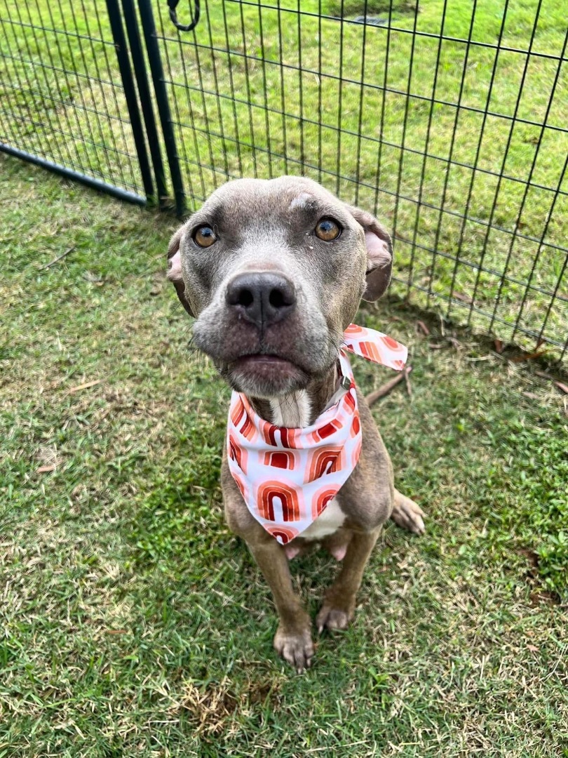 Miracle, Adoptable, Adult Female American Staffordshire Terrier & Mixed Breed.