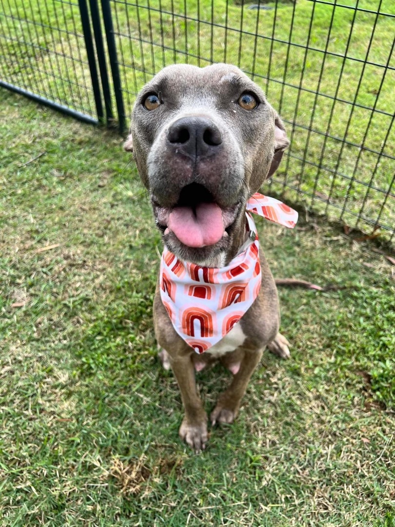 Miracle, a Adoptable mixed breed in fennville, MI image 3/5