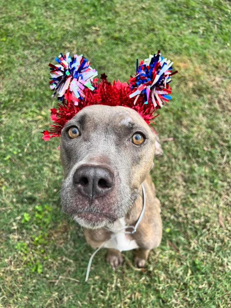 Miracle, a Adoptable mixed breed in fennville, MI image 4/5