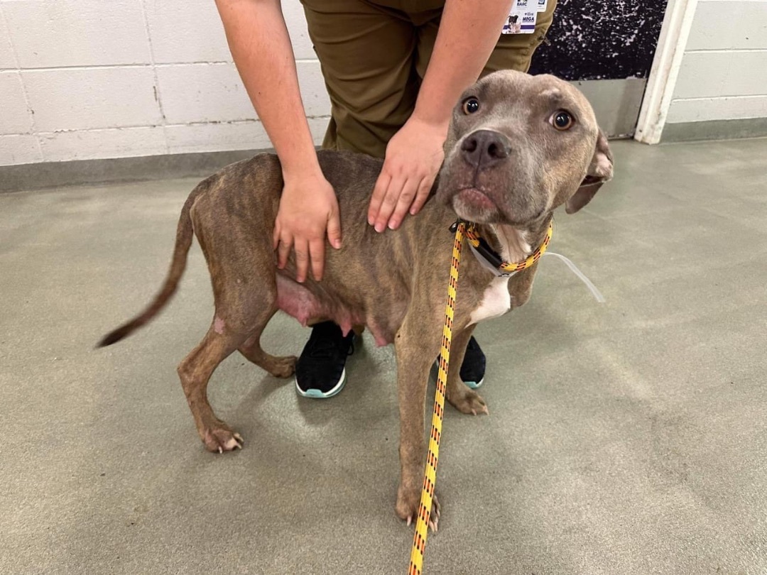 Miracle, a Adoptable mixed breed in fennville, MI image 5/5