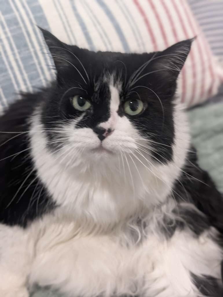 Giselle, Adopted, Adult Female Domestic Long Hair.