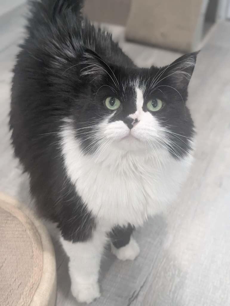 Enlarge Giselle, a Adopted Domestic Long Hair in BLACK MOUNTAIN, NC image 2/2
