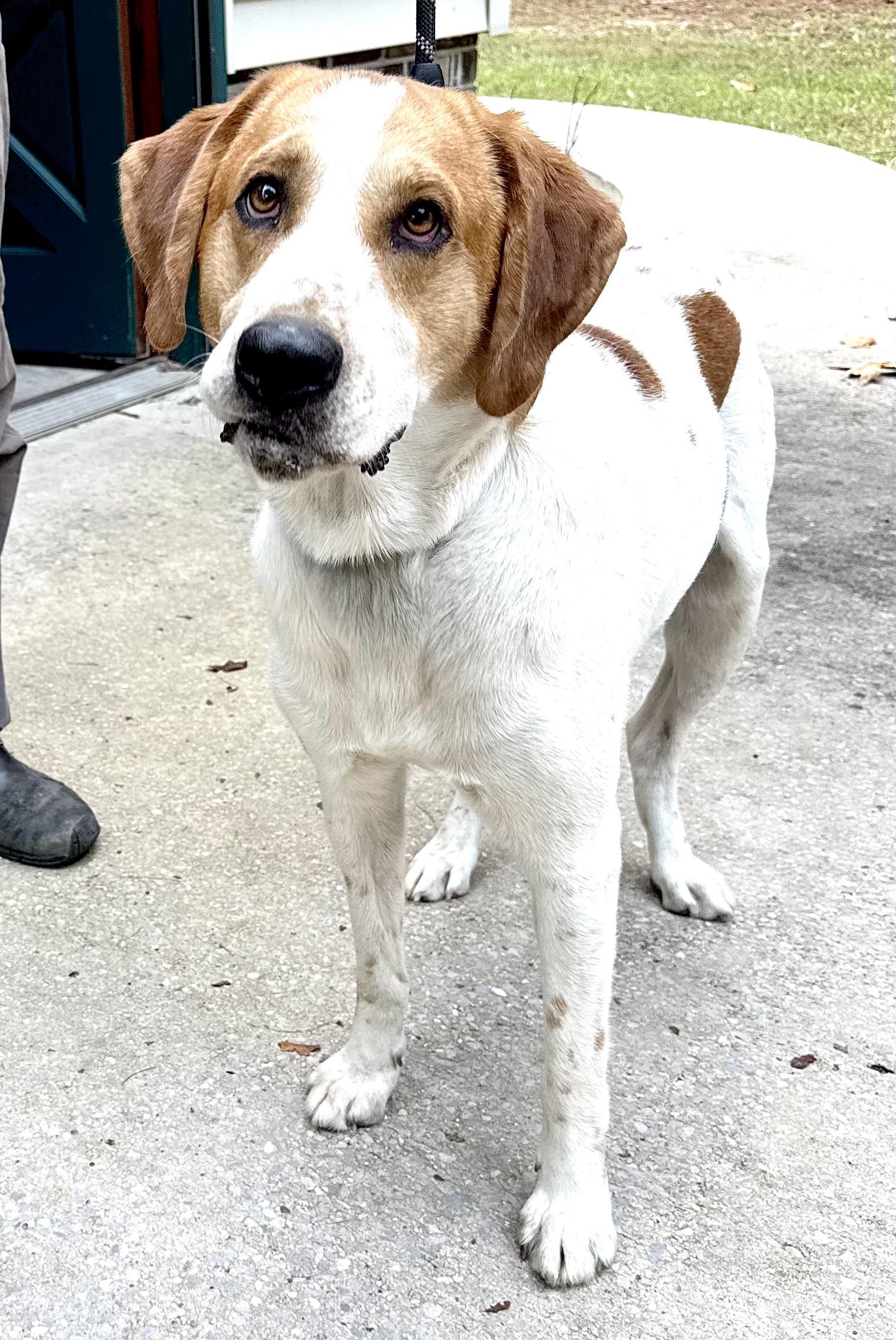 Enlarge Chevy, a Adoptable mixed breed in Woburn, MA image 3/6