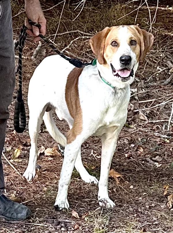 Enlarge Chevy, a Adoptable mixed breed in Woburn, MA image 2/6
