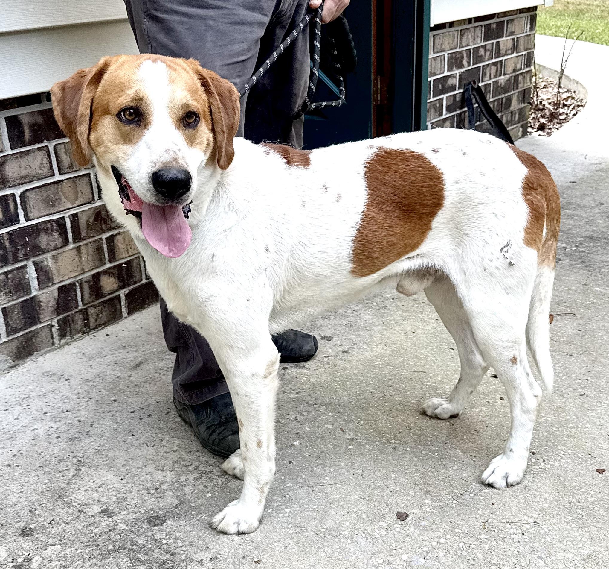 Enlarge Chevy, a Adoptable mixed breed in Woburn, MA image 6/6