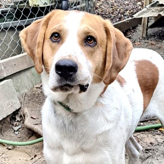 Enlarge Chevy, a Adoptable mixed breed in Woburn, MA image 1/6