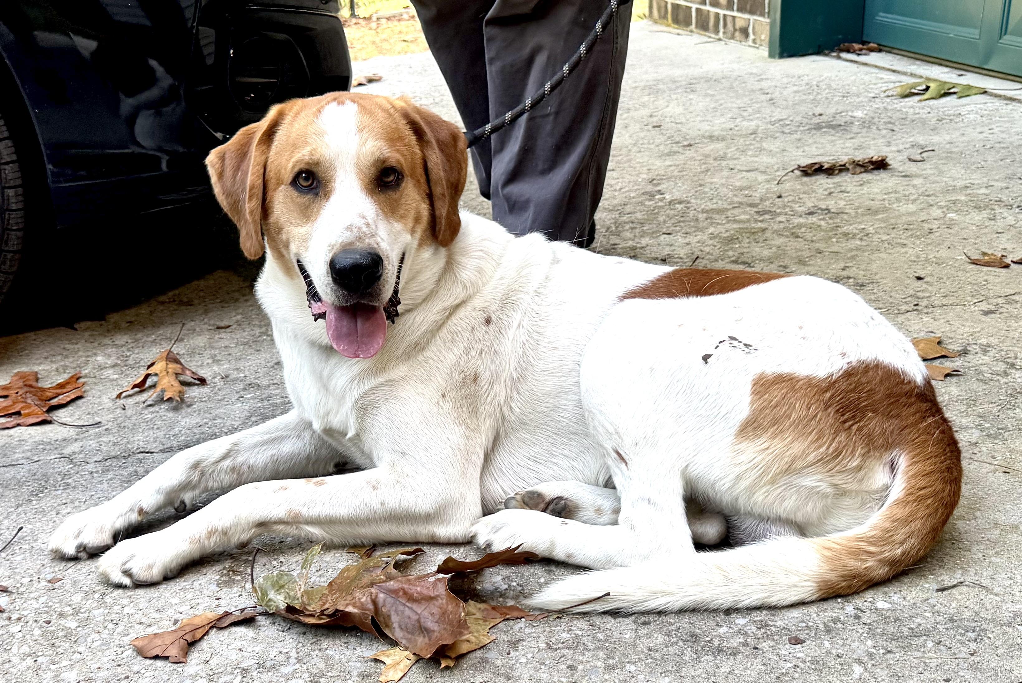 Enlarge Chevy, a Adoptable mixed breed in Woburn, MA image 5/6