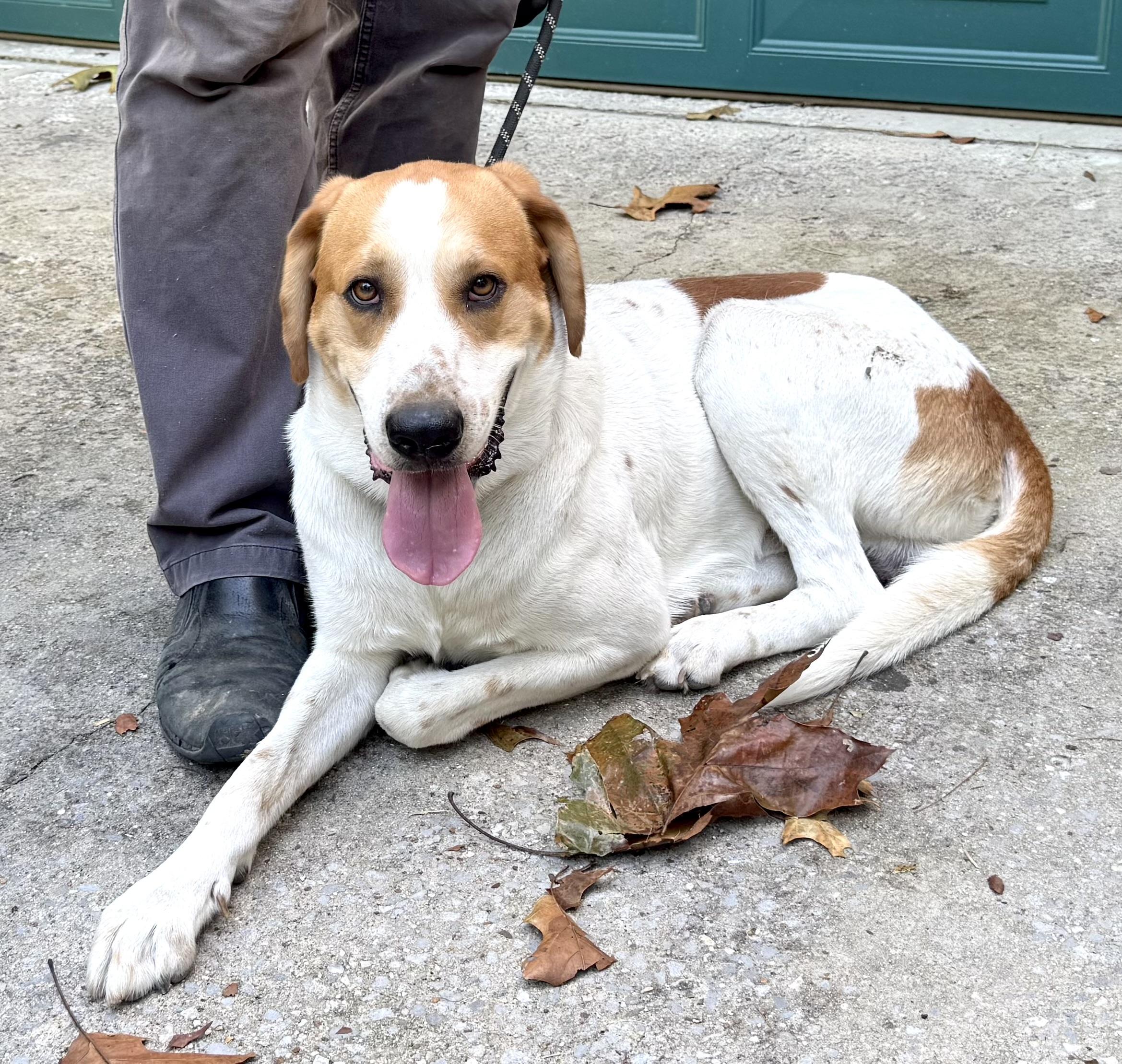 Enlarge Chevy, a Adoptable mixed breed in Woburn, MA image 4/6