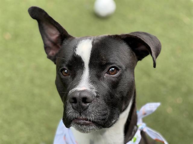 ARMANI, Adoptable, Young Male Pit Bull Terrier.