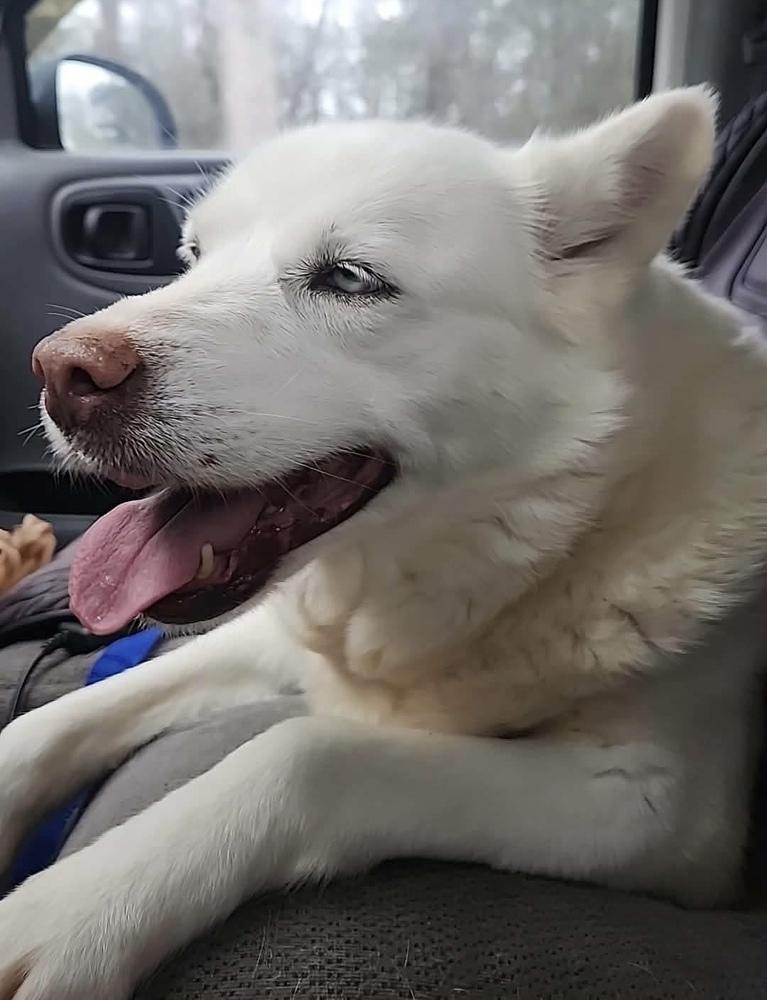 Enlarge Freeway, a Adoptable Husky in Troy, AL image 1/2