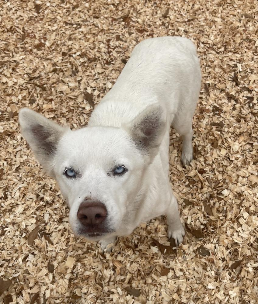 Freeway, Adoptable, Adult Female Husky.