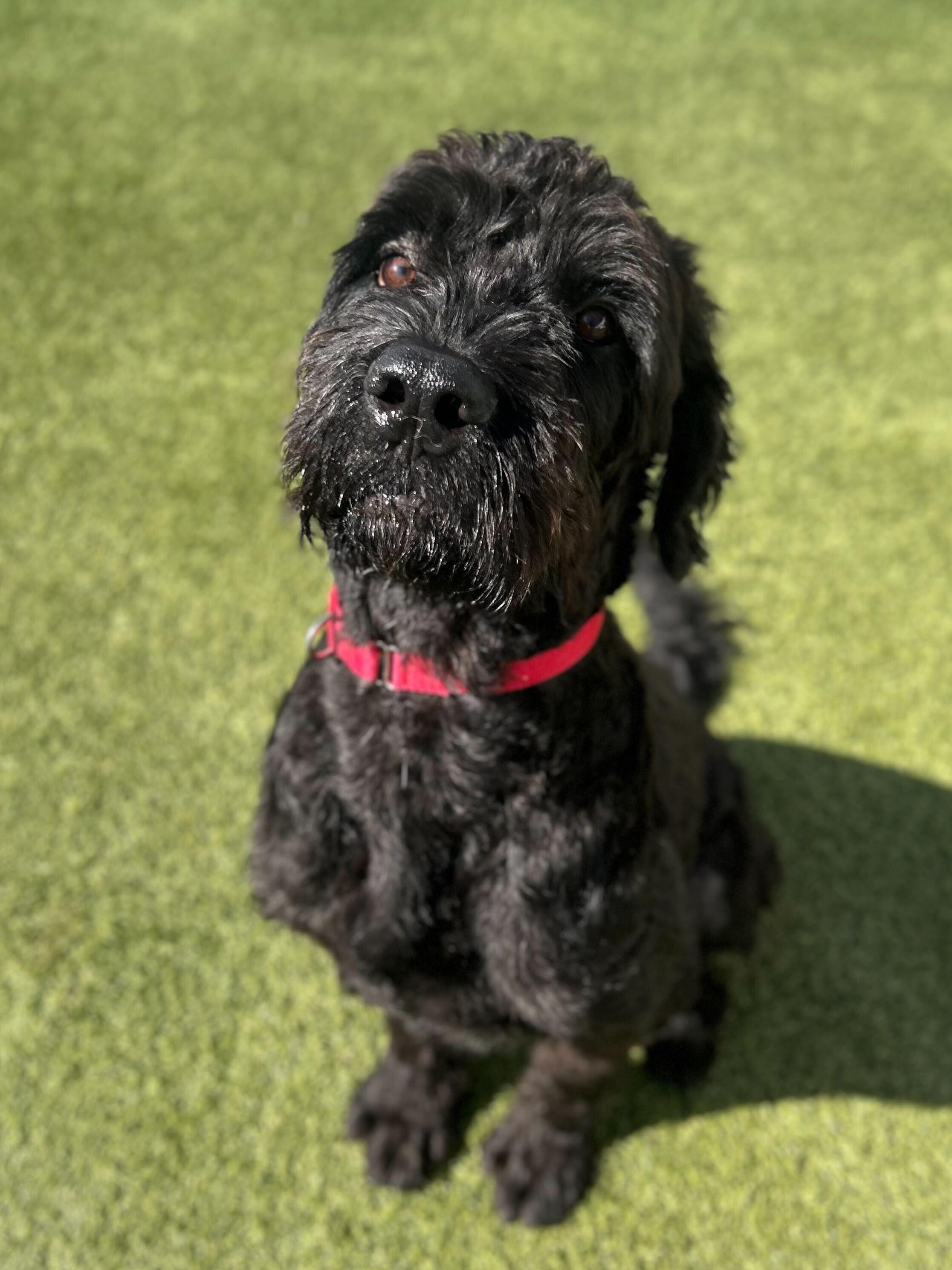 Ernest, a Adoptable mixed breed in O'Fallon, MO image 1/2