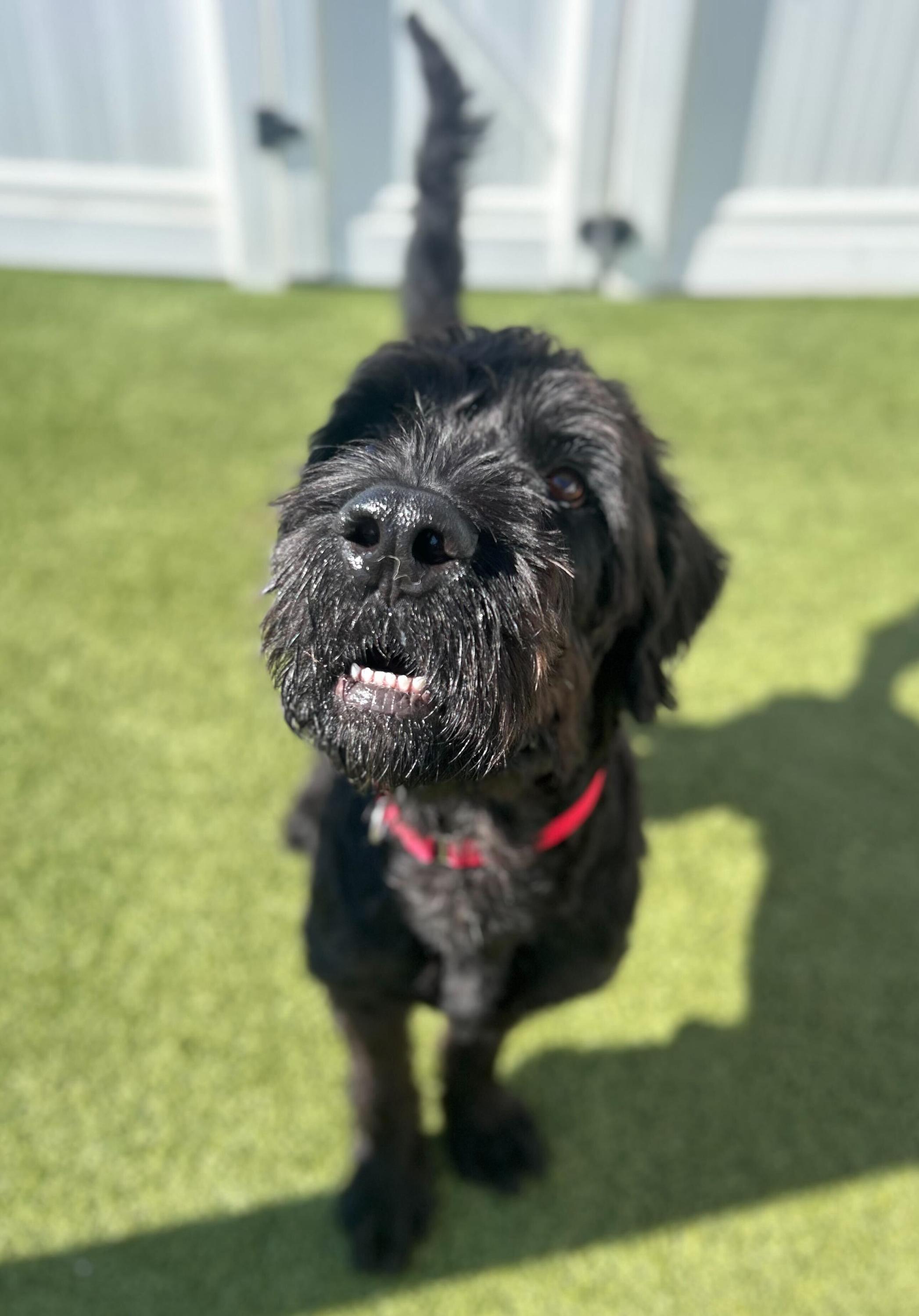 Ernest, a Adoptable mixed breed in O'Fallon, MO image 2/2