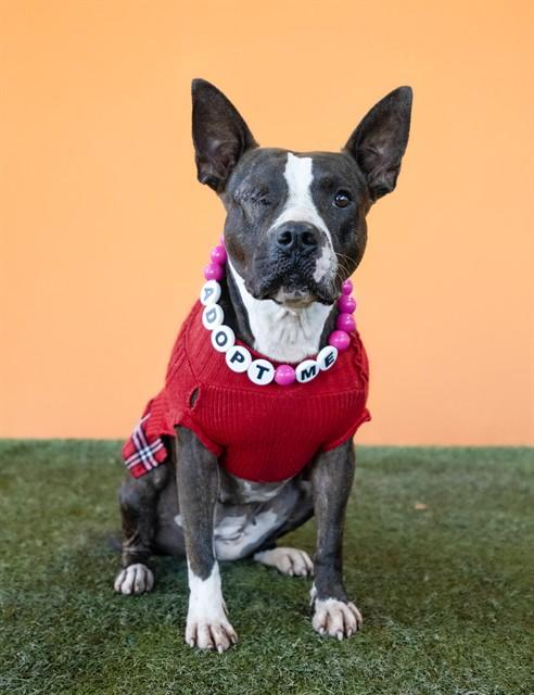 TAYLOR, Adoptable, Adult Female Bull Terrier & Mixed Breed.