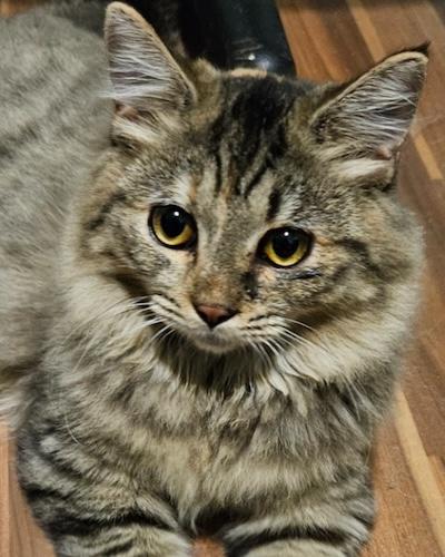 Enlarge KyloQ, an adoptable mixed breed in Fair Oaks, CA image 3/3