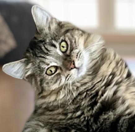 Enlarge KyloQ, an adoptable mixed breed in Fair Oaks, CA image 2/3