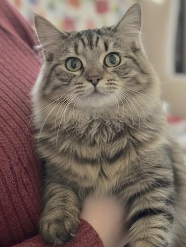 KyloQ, adoptable, Kitten Female Torbie & Domestic Medium Hair.