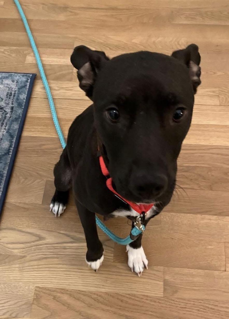 Enlarge Stella, a ADOPTABLE mixed breed in Calabash, NC image 2/4