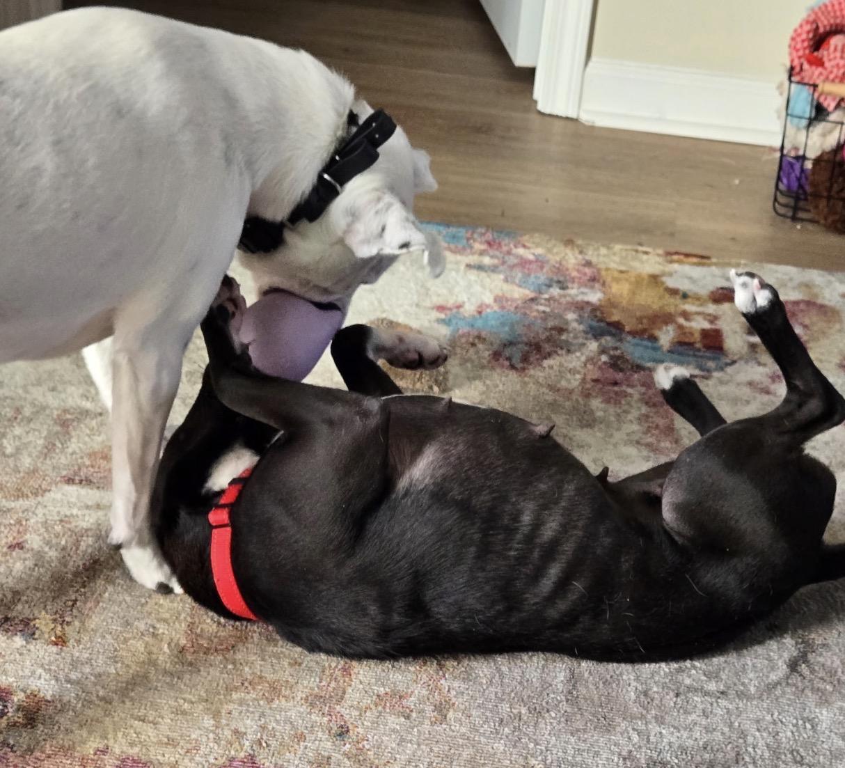 Enlarge Stella, a ADOPTABLE mixed breed in Calabash, NC image 4/4