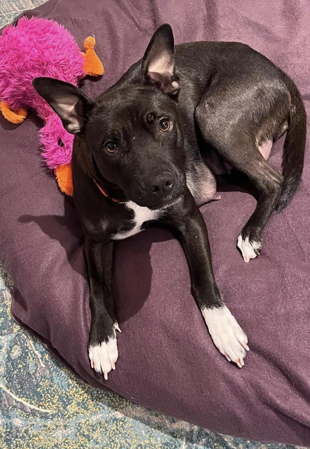 Stella, ADOPTABLE, Adult Female Shepherd & American Staffordshire Terrier.