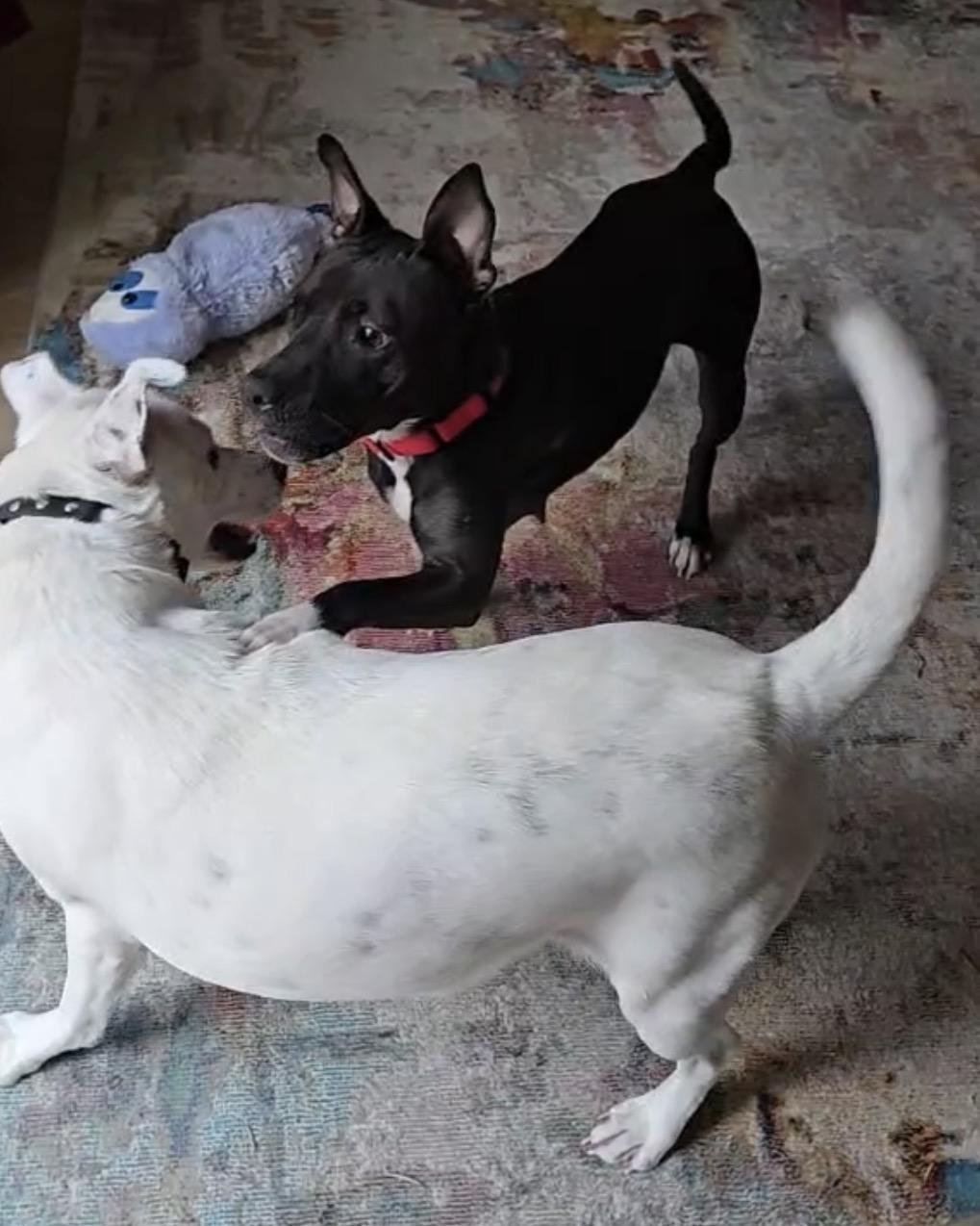 Enlarge Stella, a ADOPTABLE mixed breed in Calabash, NC image 3/4