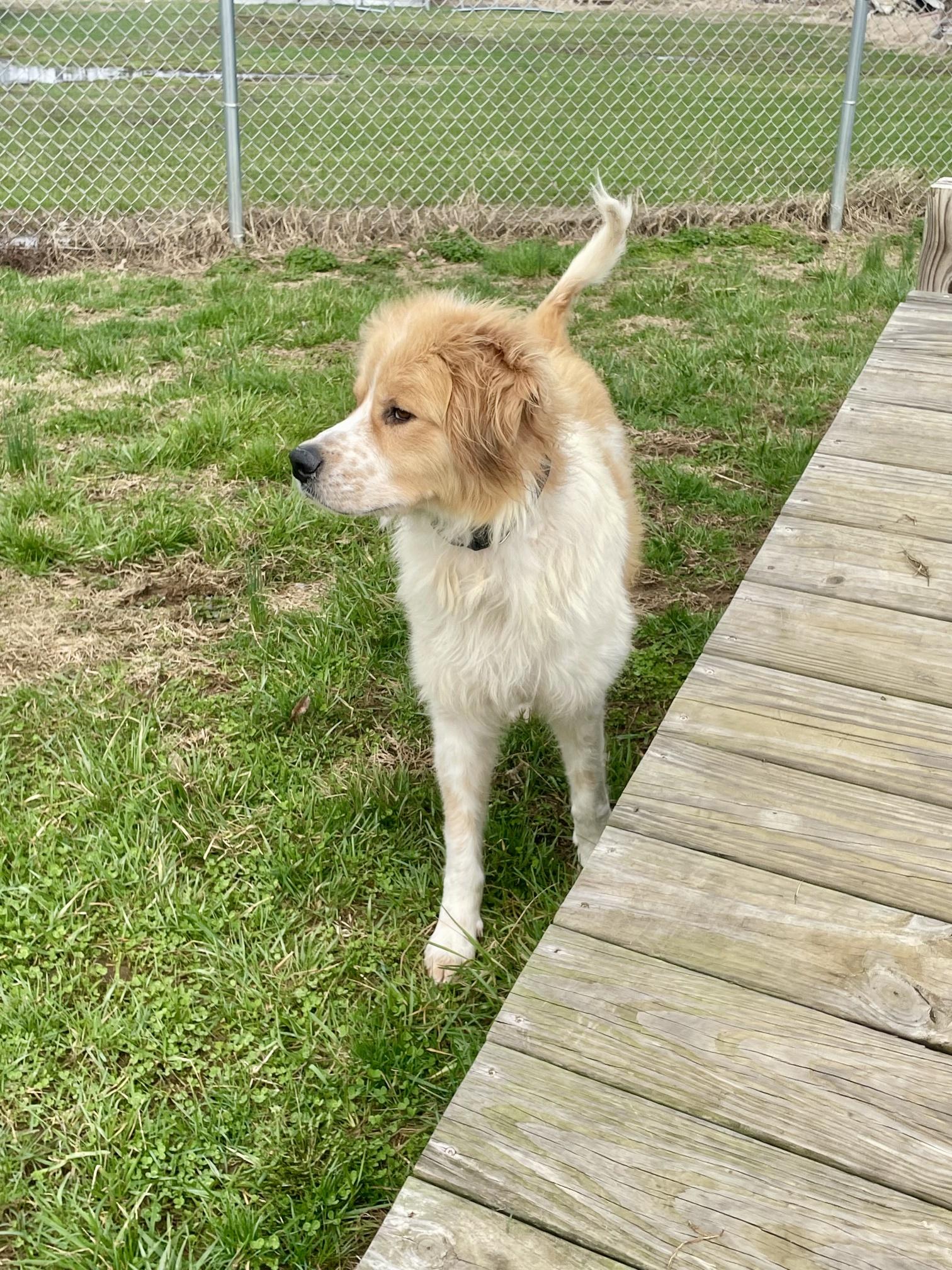 Enlarge Buddy, a ADOPTABLE mixed breed in Point Pleasant, WV image 3/3