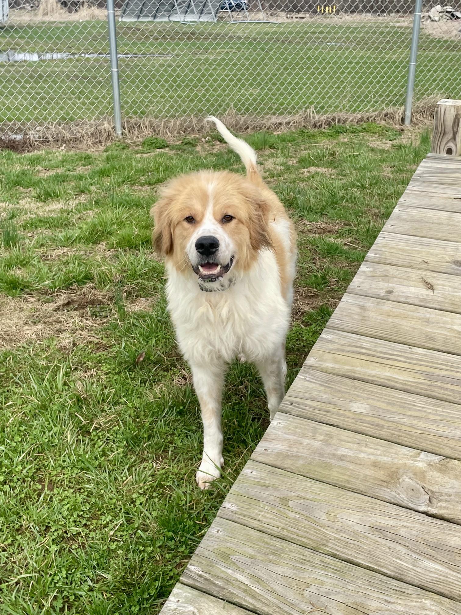 Buddy, ADOPTABLE, Adult Male Great Pyrenees.