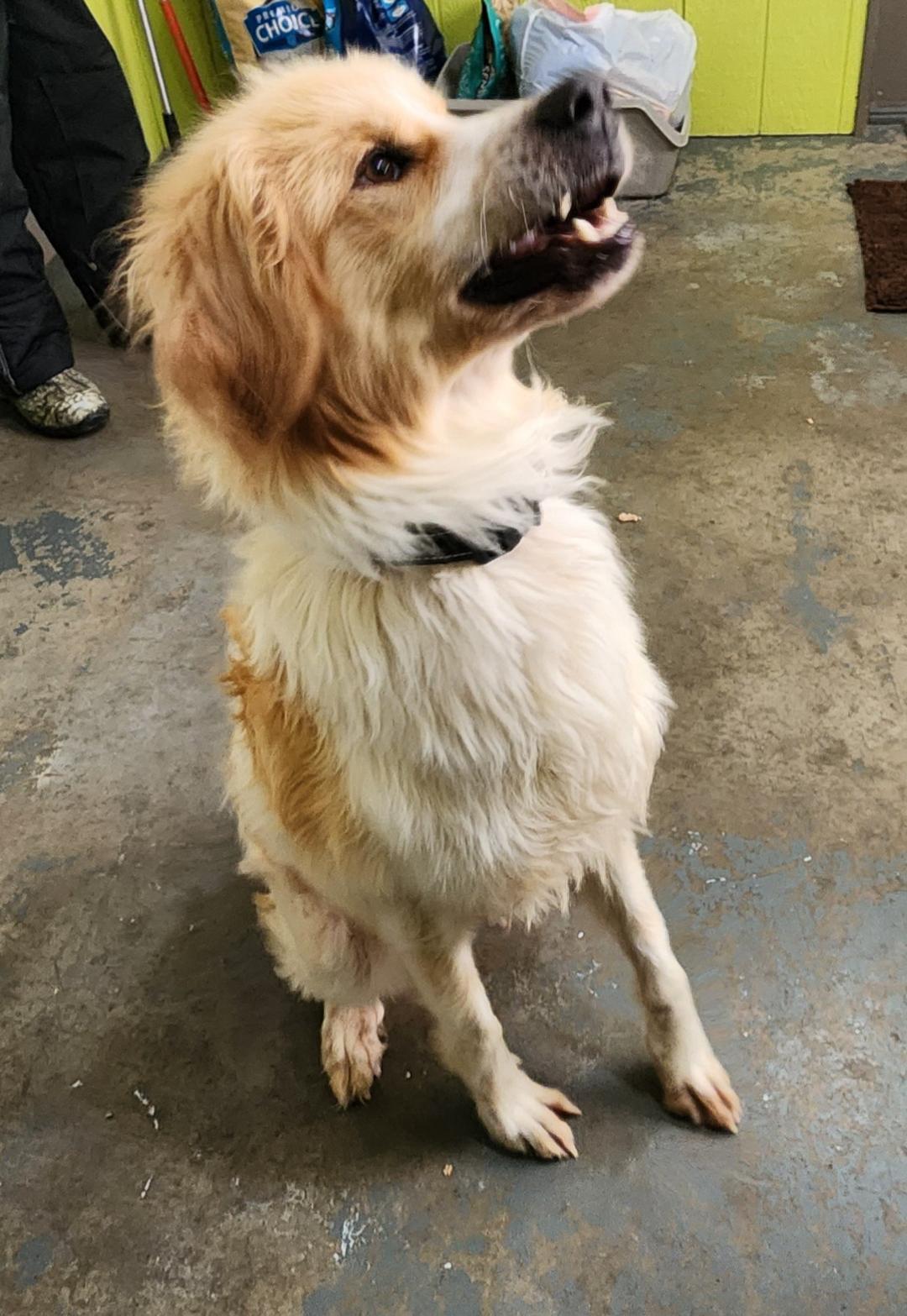 Enlarge Buddy, a ADOPTABLE mixed breed in Point Pleasant, WV image 2/3