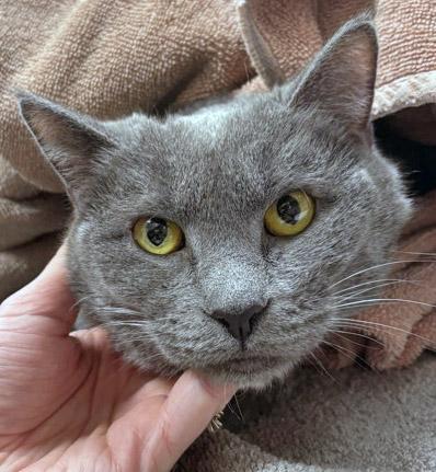 Martini — thumbnail 2