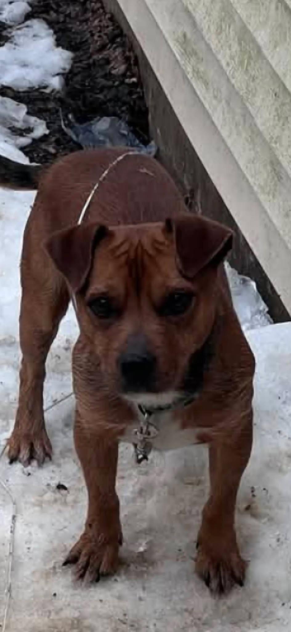 Max, ADOPTABLE, Young Male Yorkshire Terrier & Pit Bull Terrier.