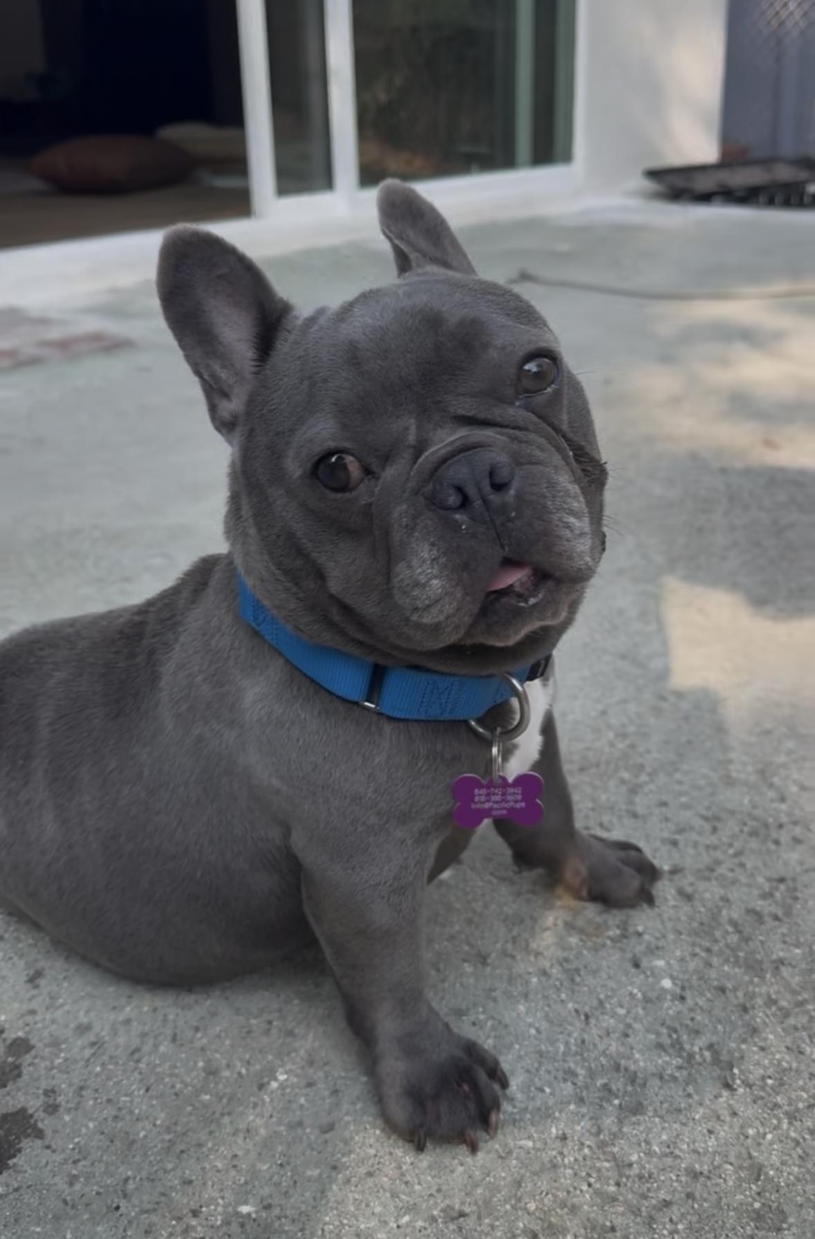 Bluey, ADOPTABLE, Adult Female French Bulldog.