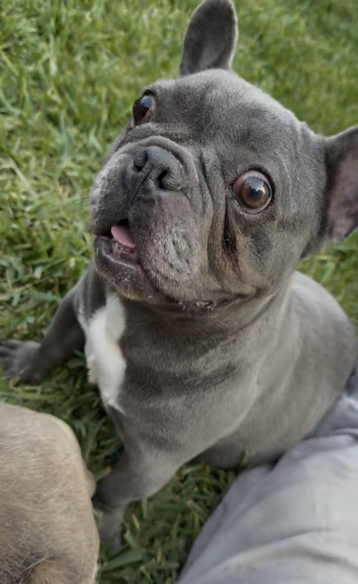 Enlarge Bluey, a ADOPTABLE French Bulldog in Marina Del Rey, CA image 5/6
