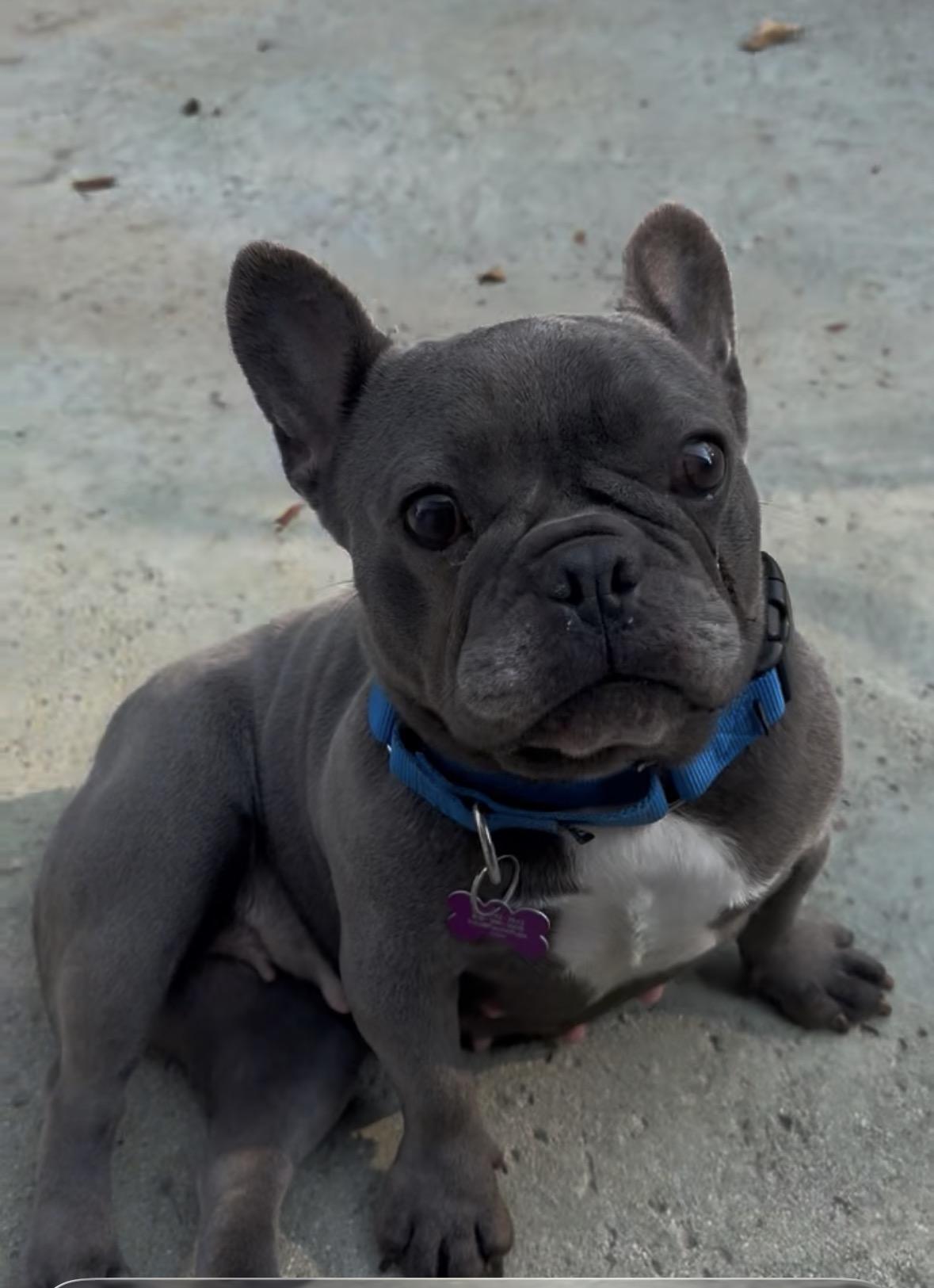 Enlarge Bluey, a ADOPTABLE French Bulldog in Marina Del Rey, CA image 2/6