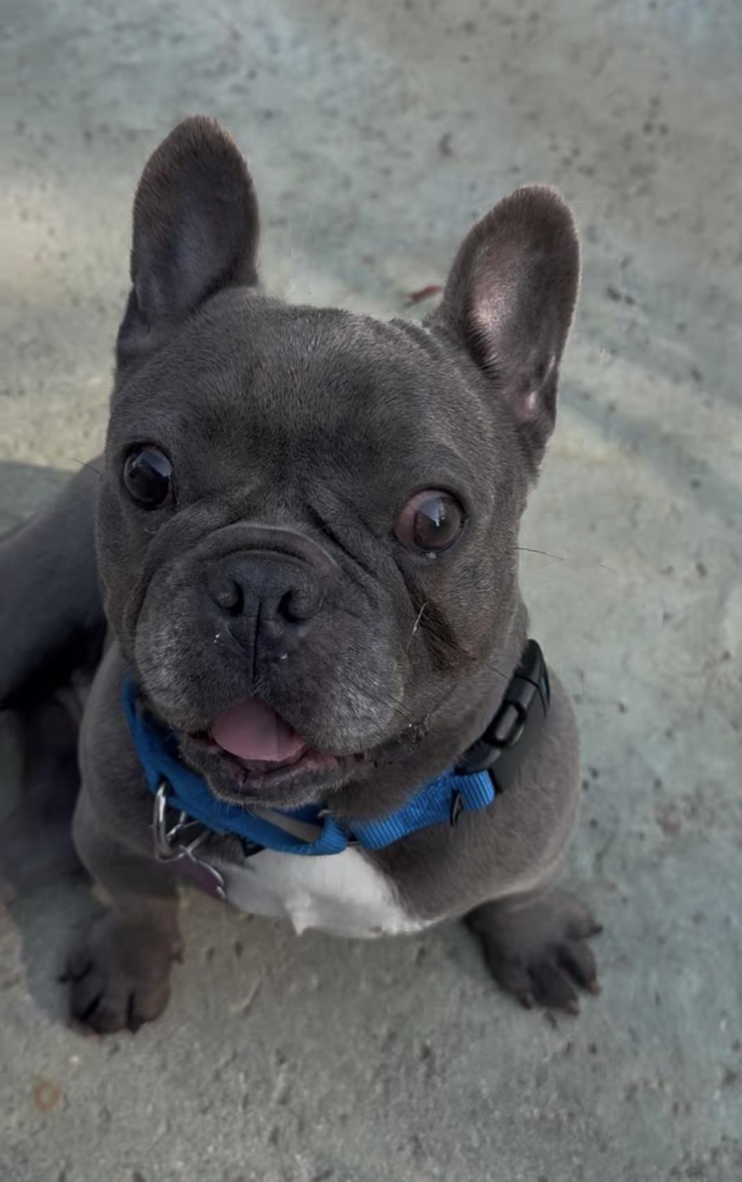 Enlarge Bluey, a ADOPTABLE French Bulldog in Marina Del Rey, CA image 6/6