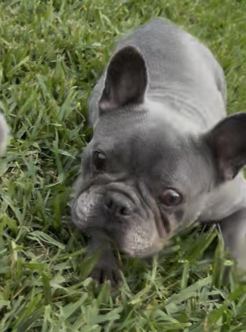 Enlarge Bluey, a ADOPTABLE French Bulldog in Marina Del Rey, CA image 4/6