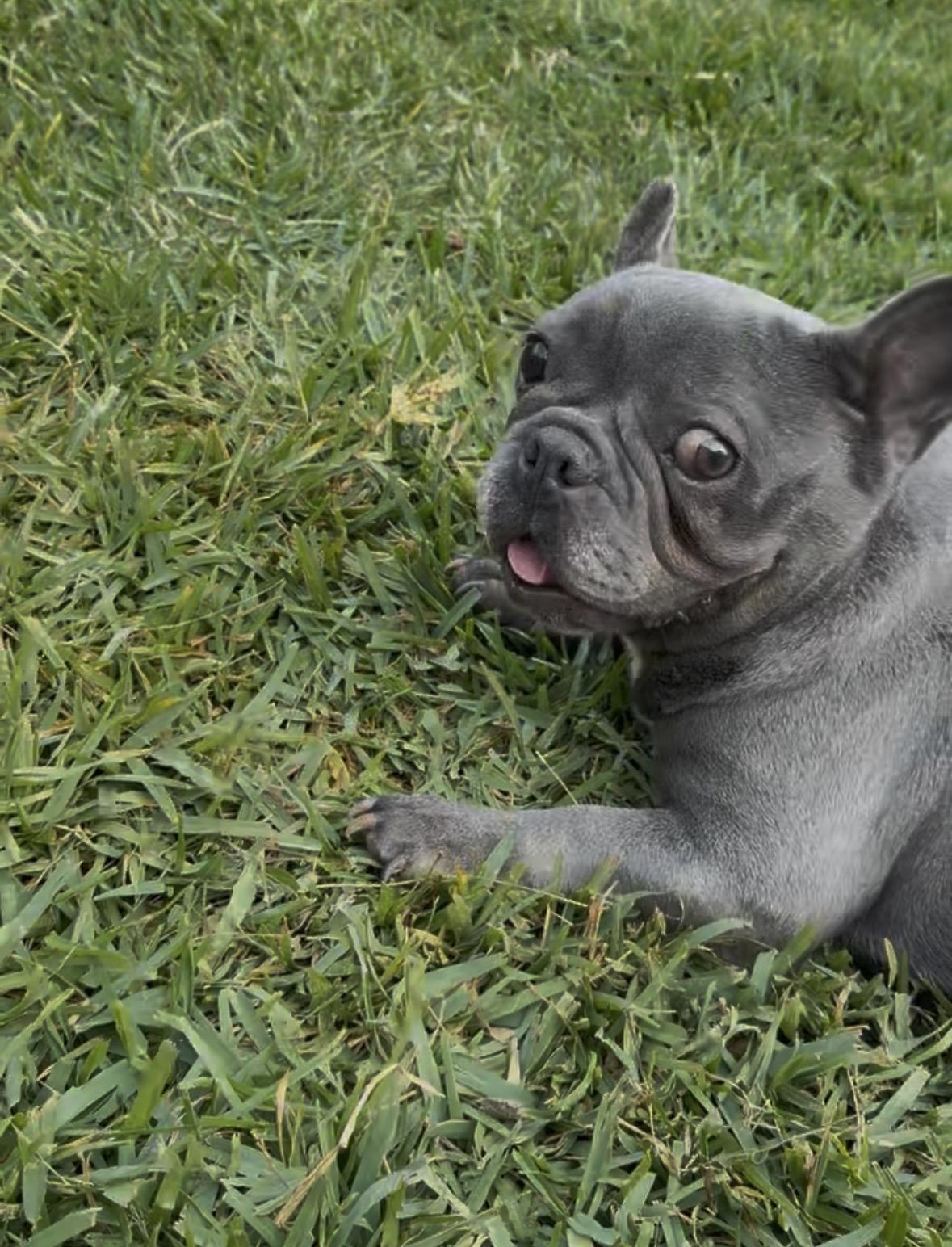 Enlarge Bluey, a ADOPTABLE French Bulldog in Marina Del Rey, CA image 3/6