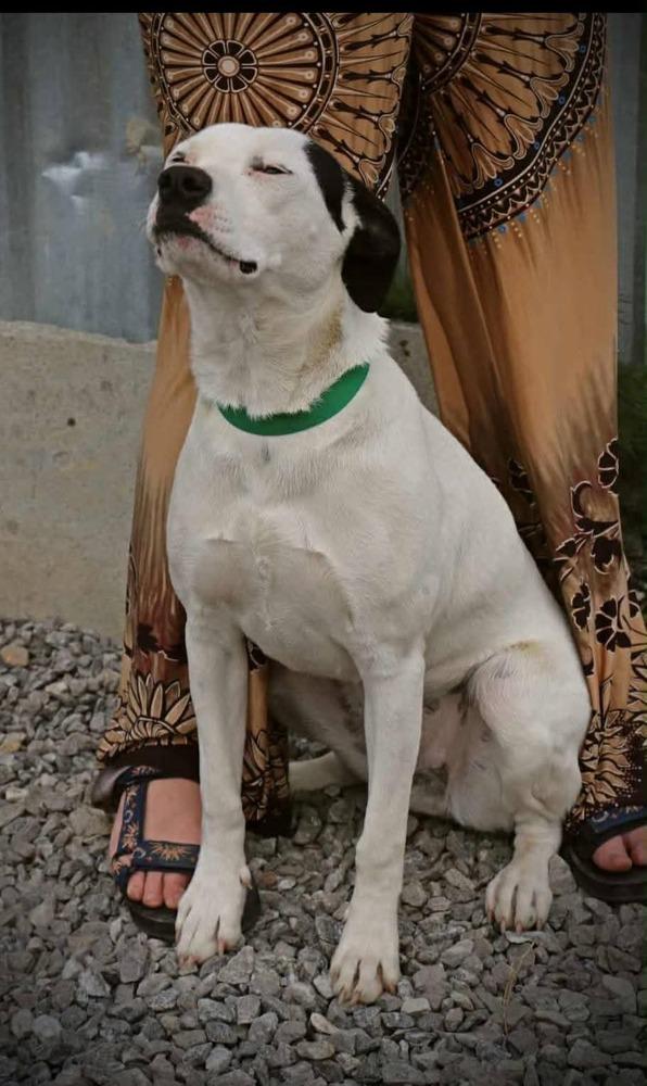 Popsicle, Adoptable, Young Female Labrador Retriever & Labrador Retriever.