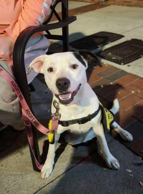 Popsicle, a Adoptable mixed breed image 2/6